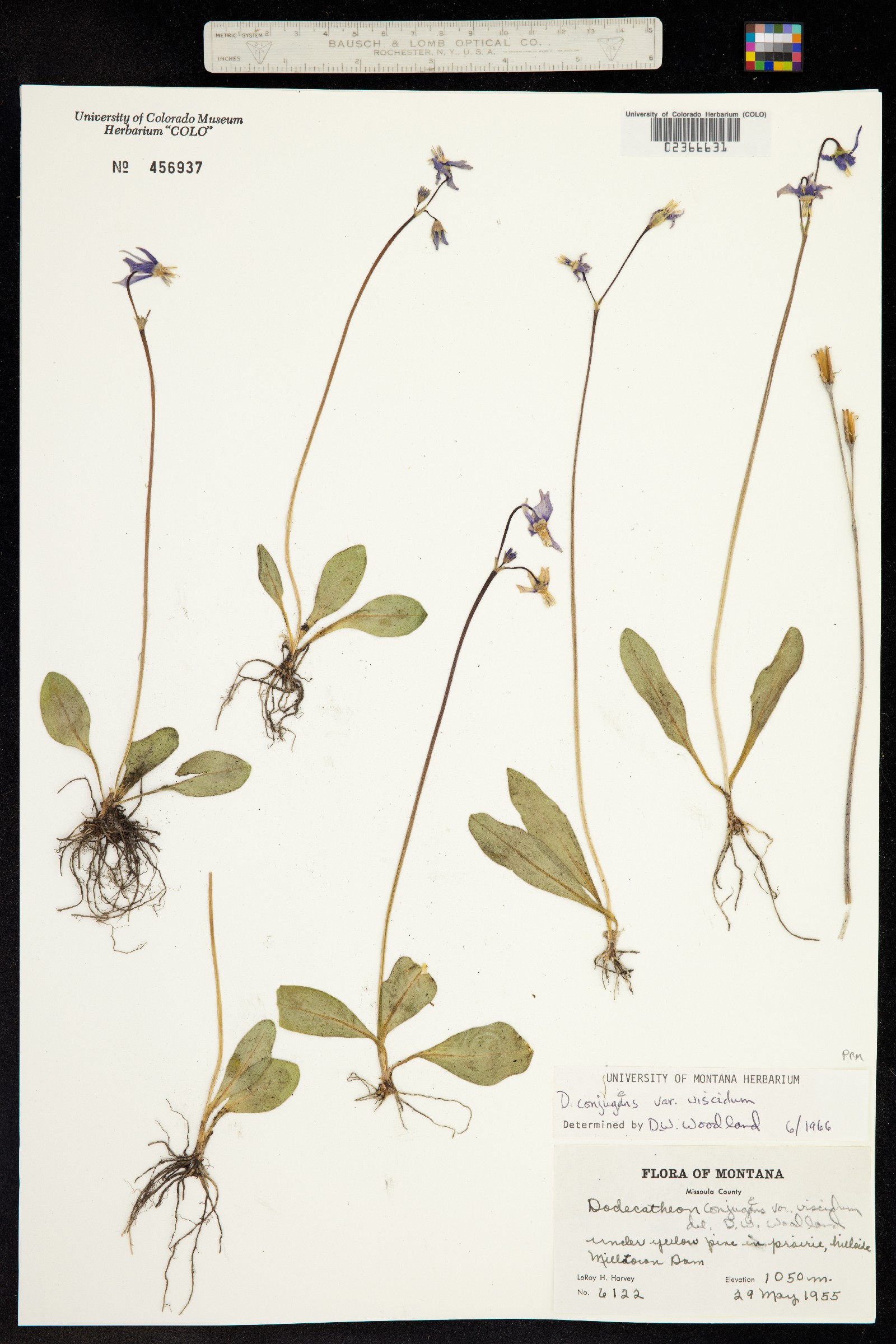 Primula conjugens var. conjugens image