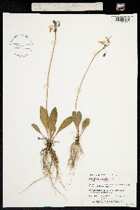 Primula pauciflora var. cusickii image
