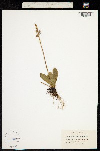 Primula pauciflora var. cusickii image