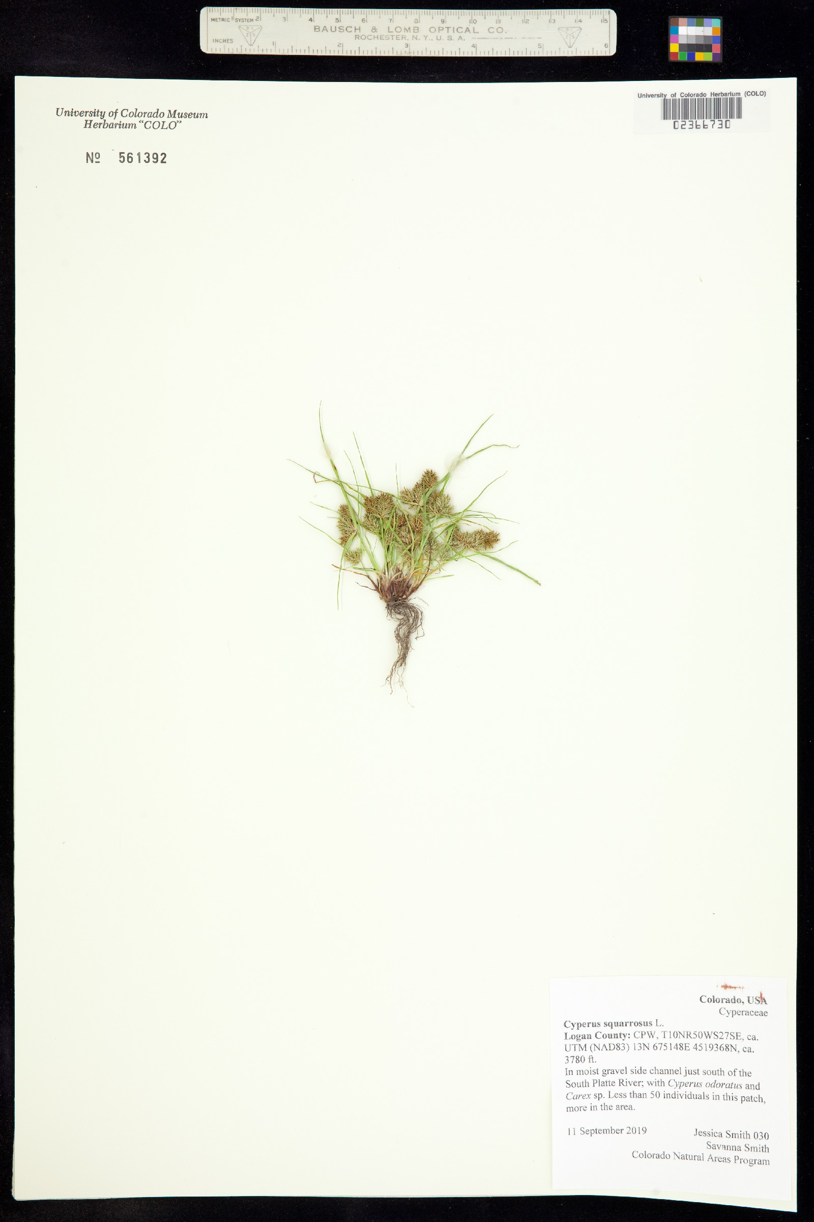 Cyperus squarrosus image