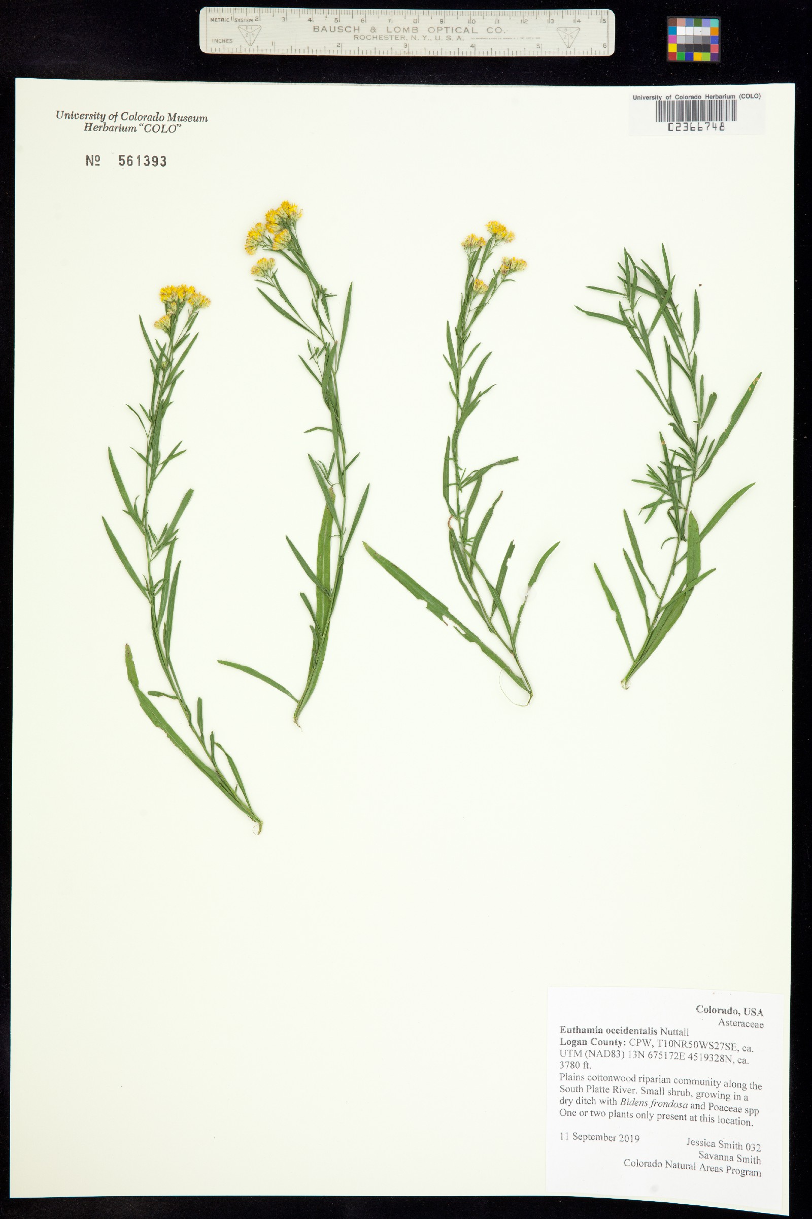 Euthamia occidentalis image