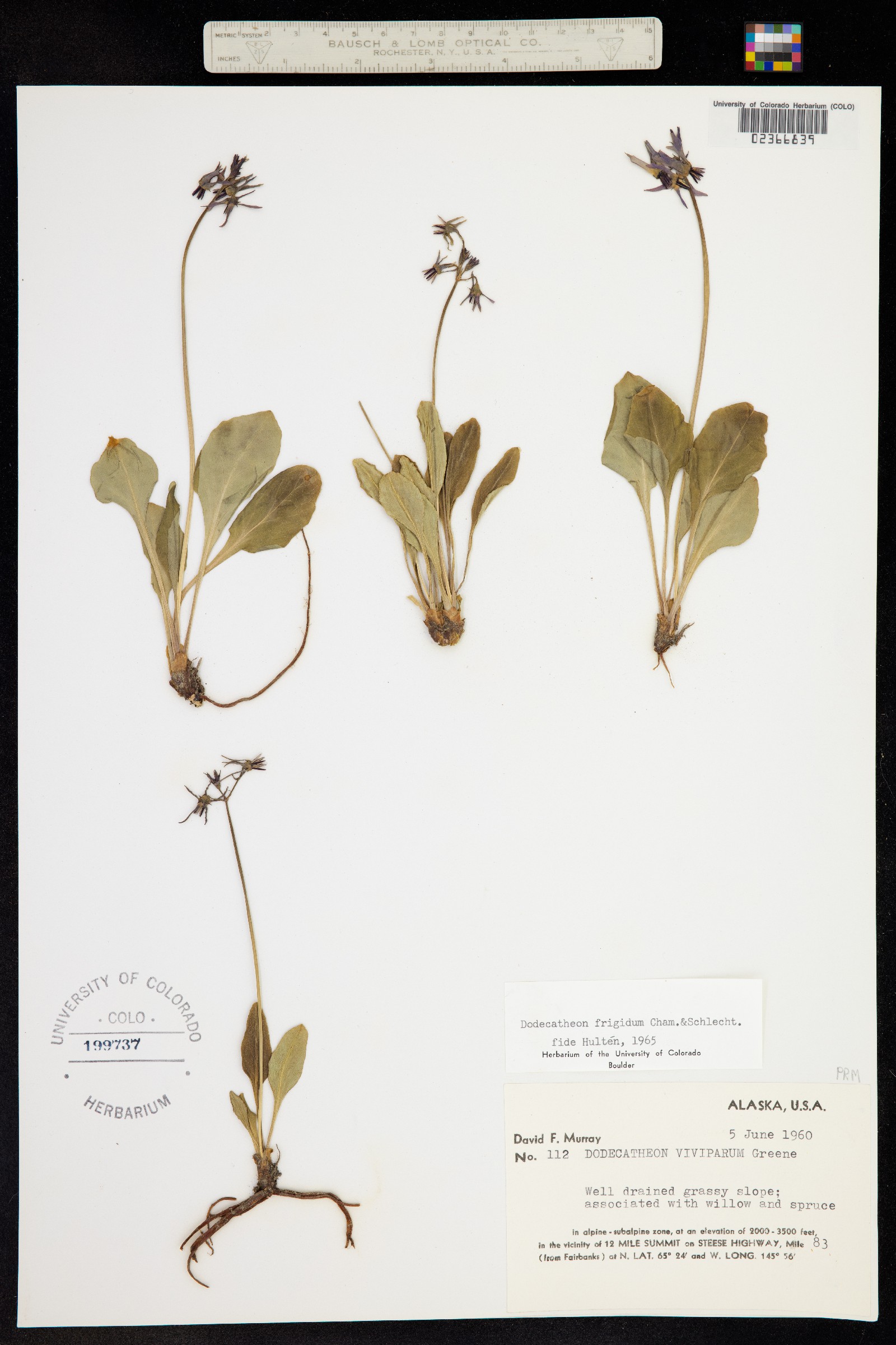 Primula frigida image