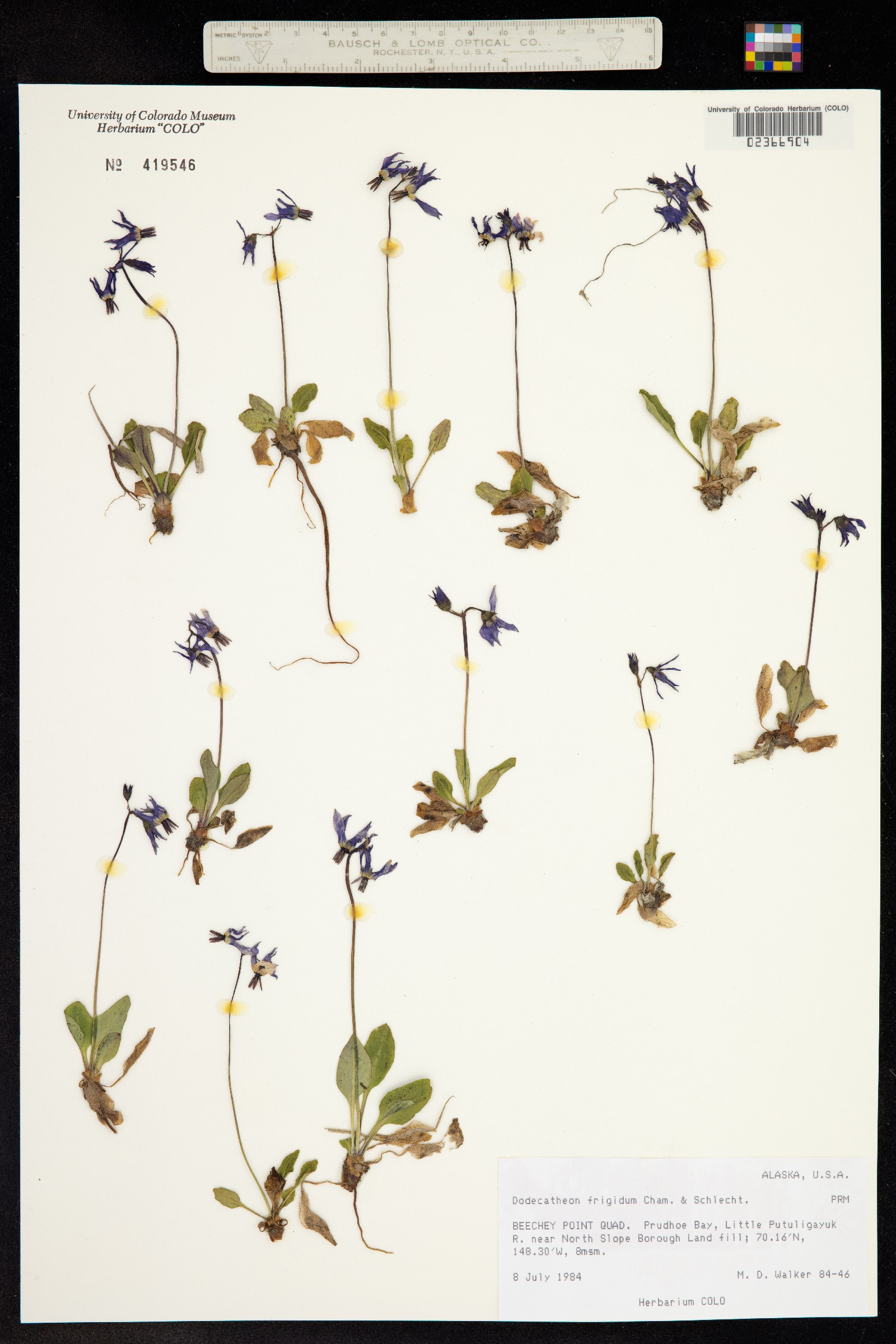 Primula frigida image