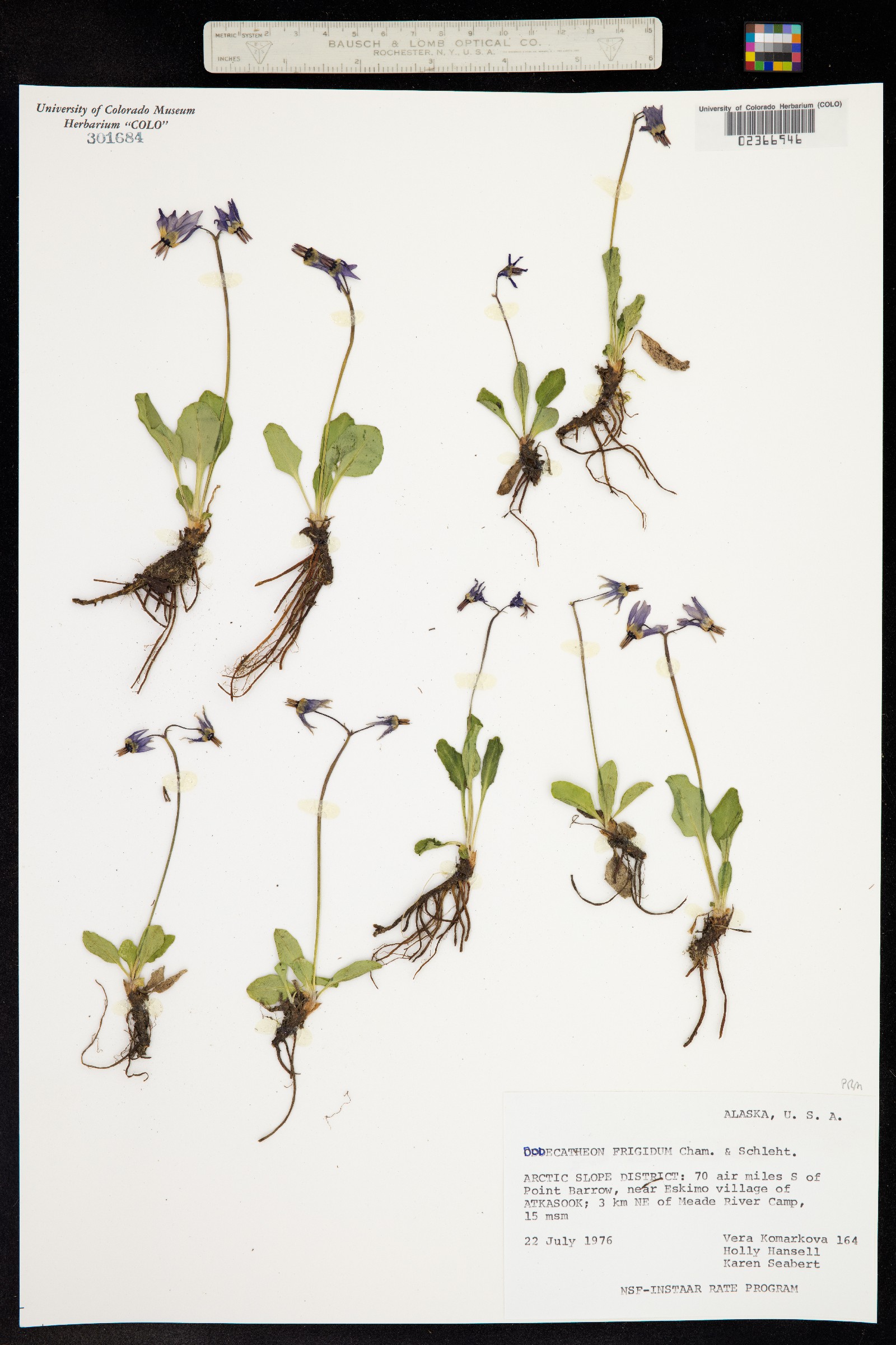 Primula frigida image
