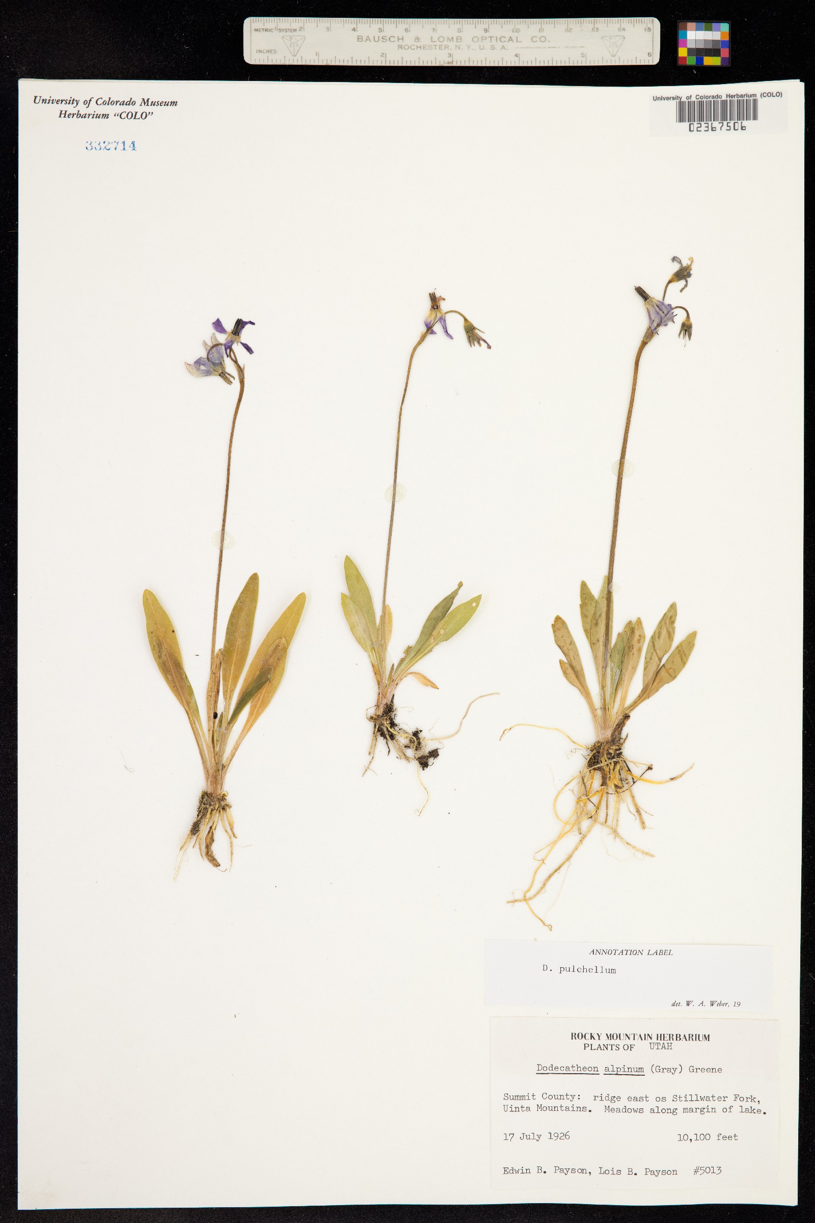 Primula pauciflora var. pauciflora image