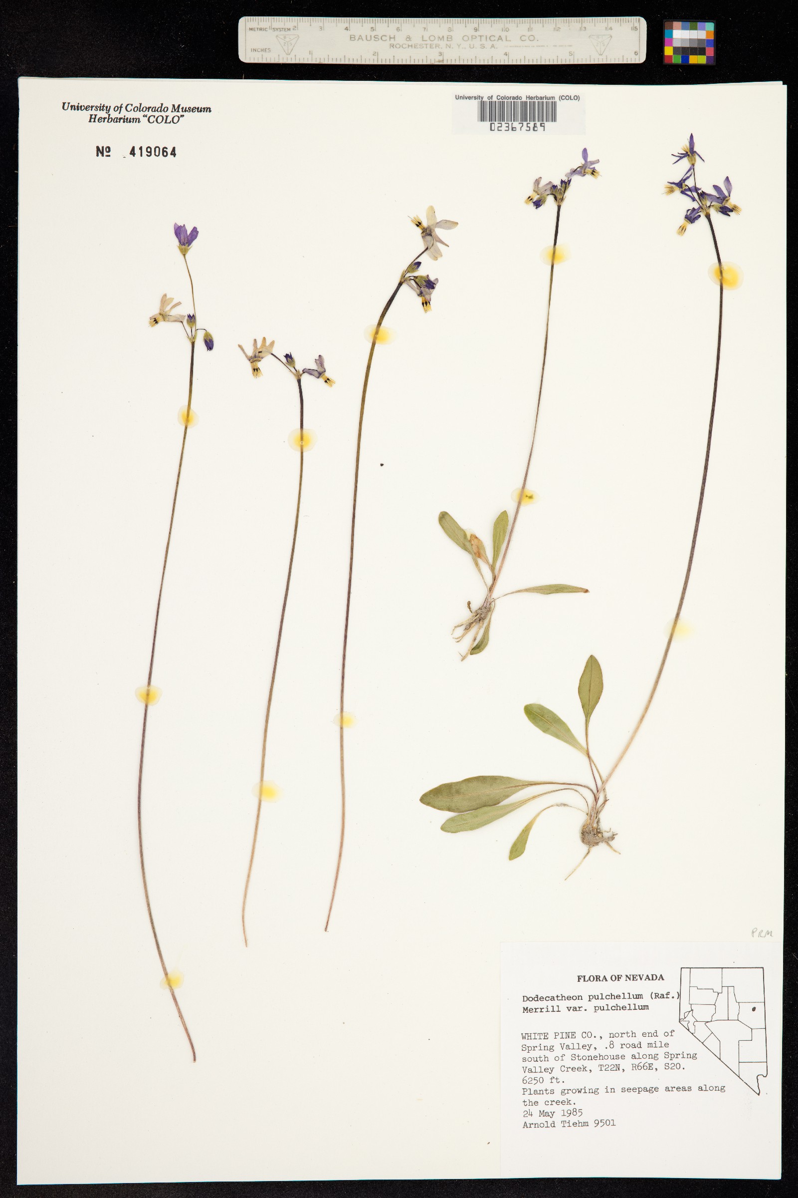 Primula image