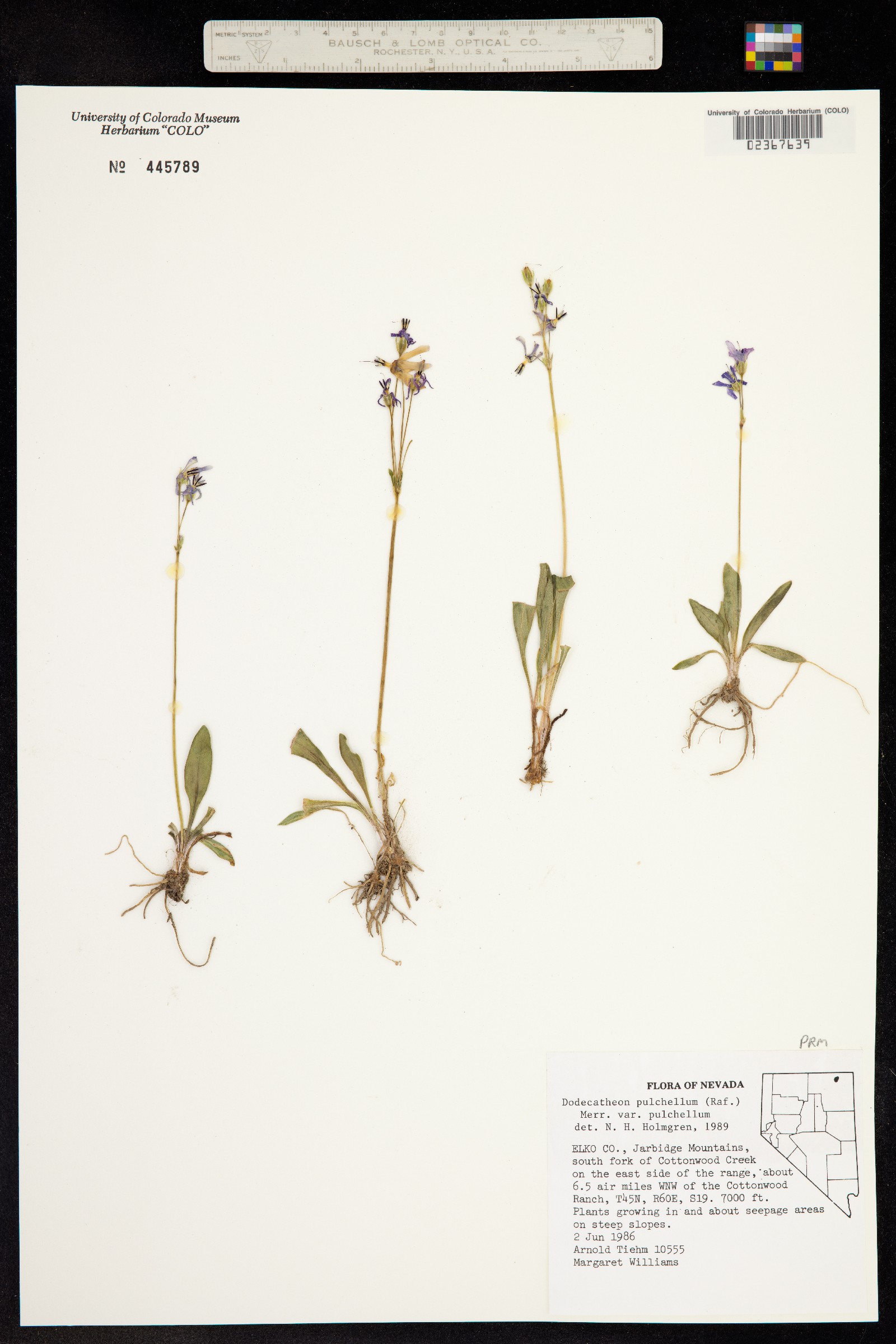 Primula pauciflora var. pauciflora image