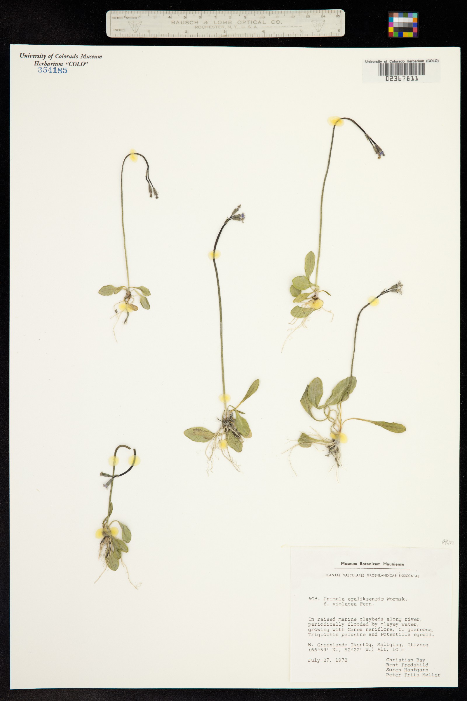 Primula egaliksensis image