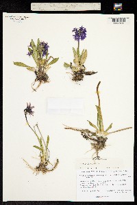 Image of Primula eximia