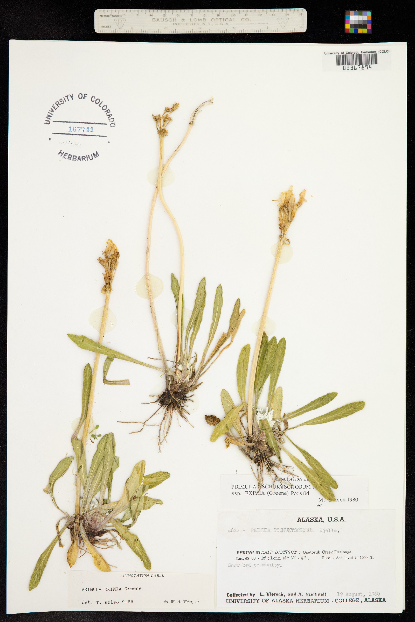 Primula pumila image