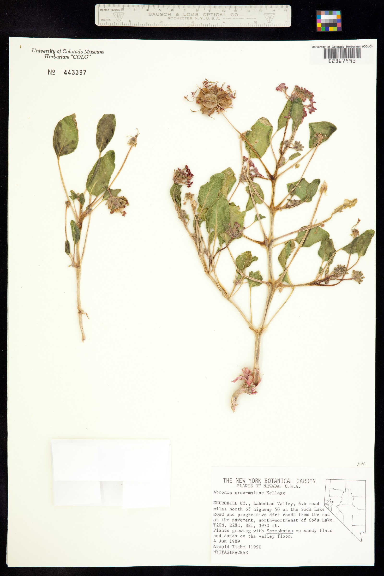 Tripterocalyx crux-maltae image