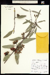 Image of Eucalyptus erythronema
