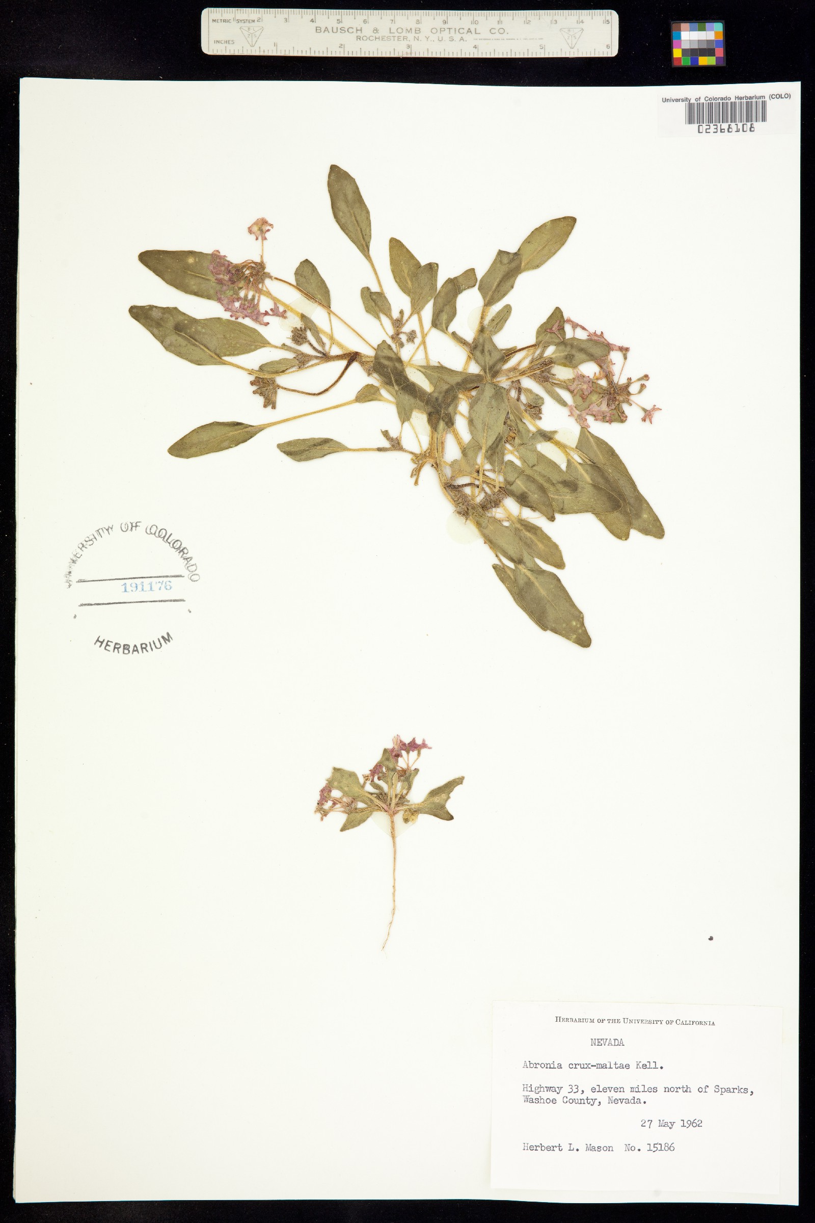 Tripterocalyx crux-maltae image