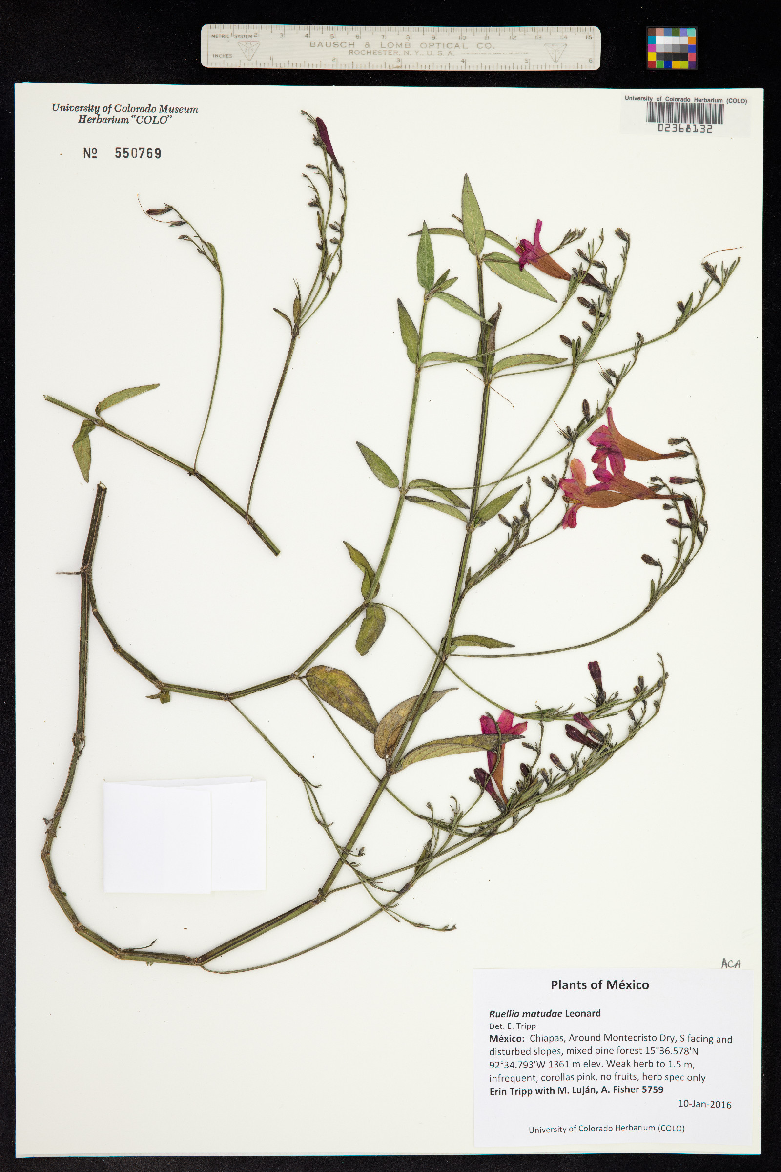 Ruellia matudae image