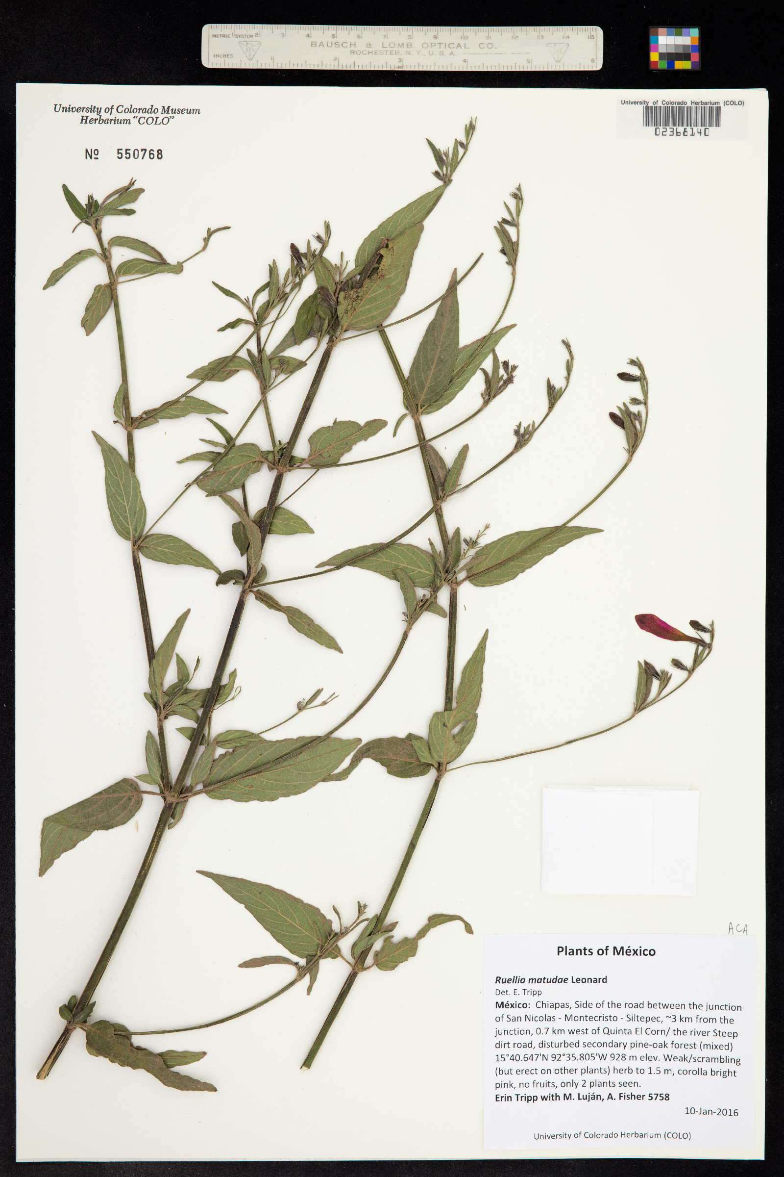 Ruellia matudae image