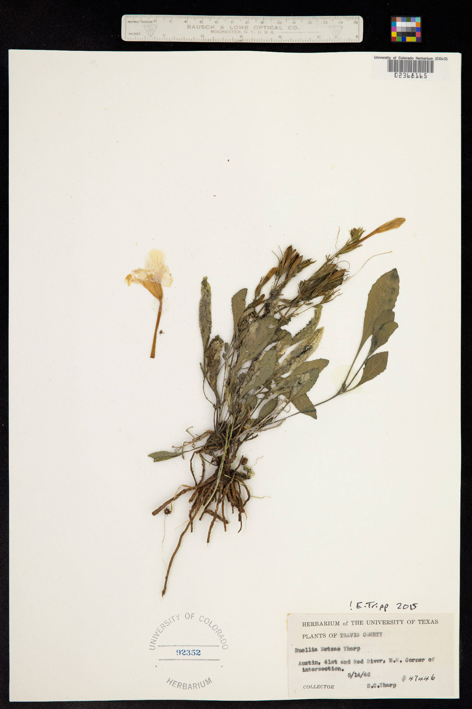 Ruellia metzae image
