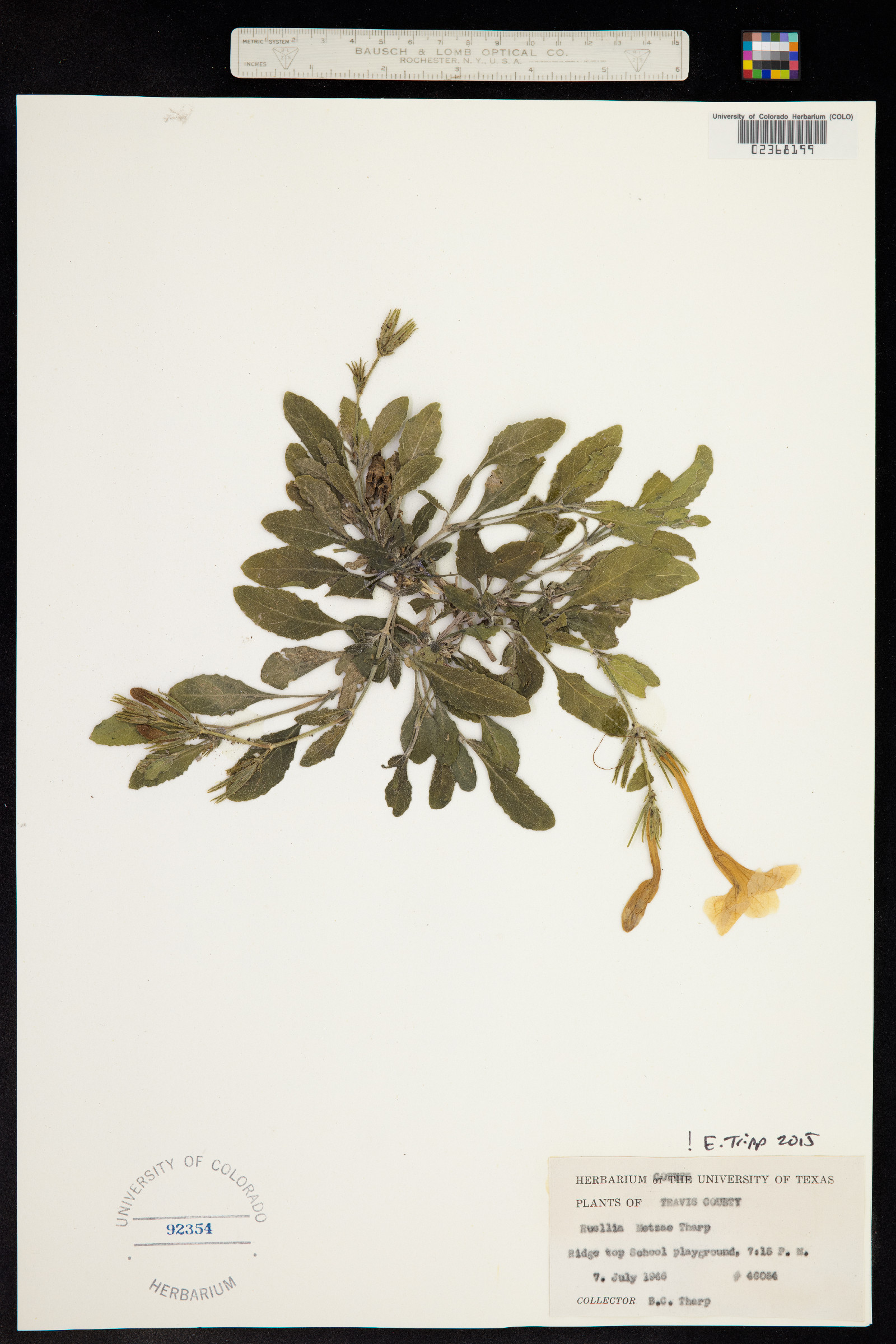 Ruellia image