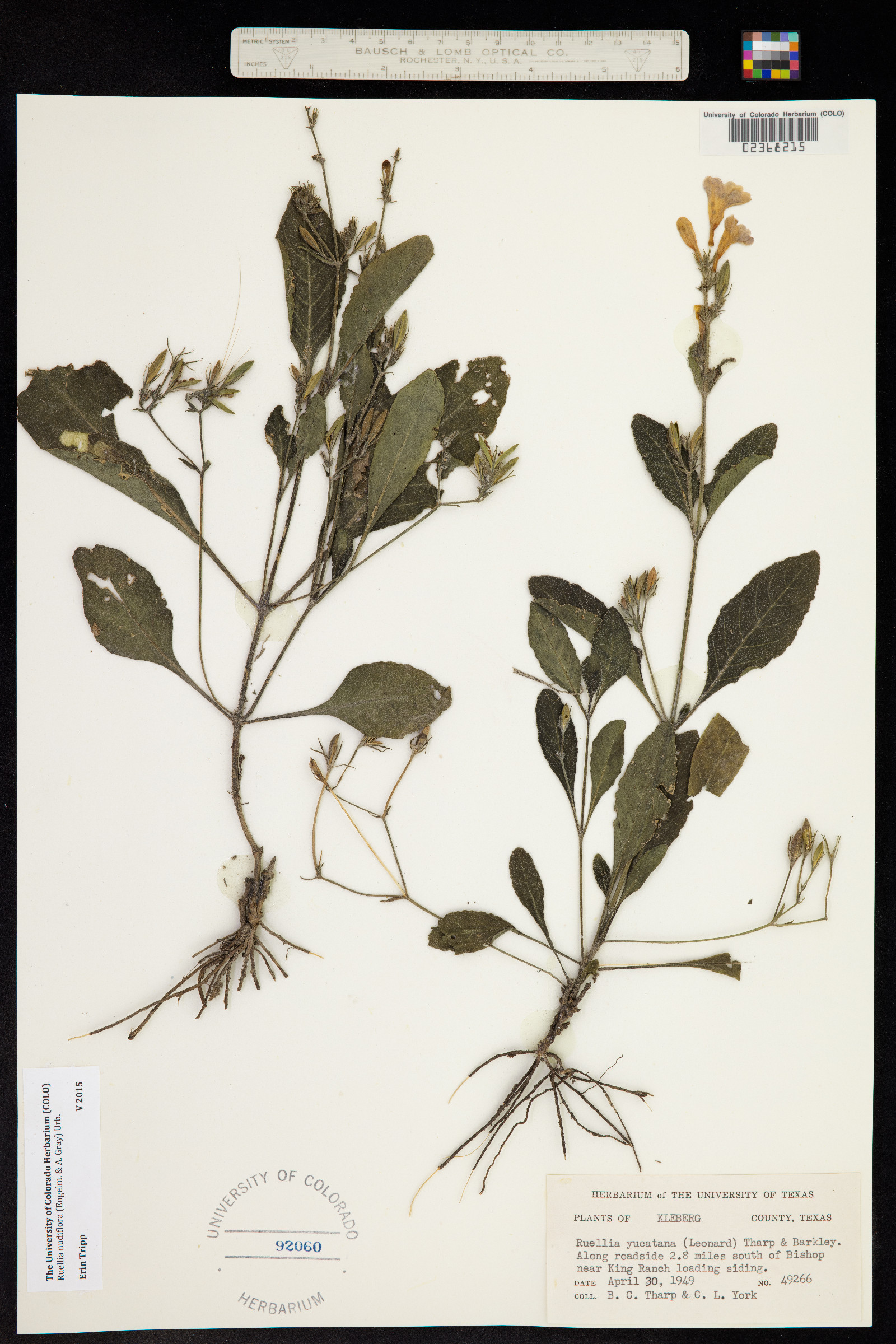 Ruellia nudiflora image