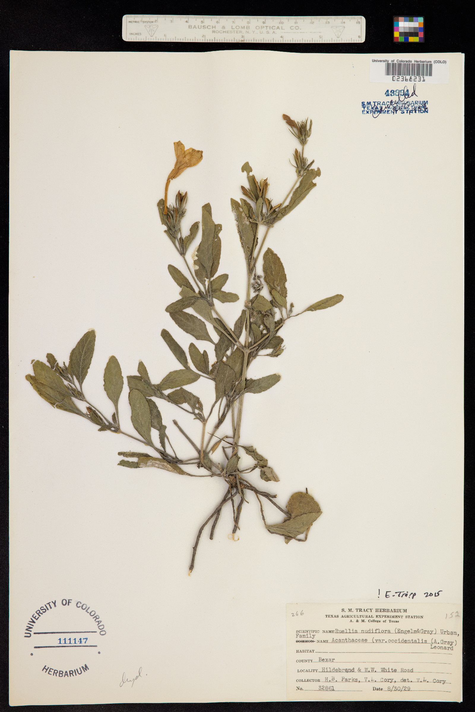 Ruellia nudiflora image