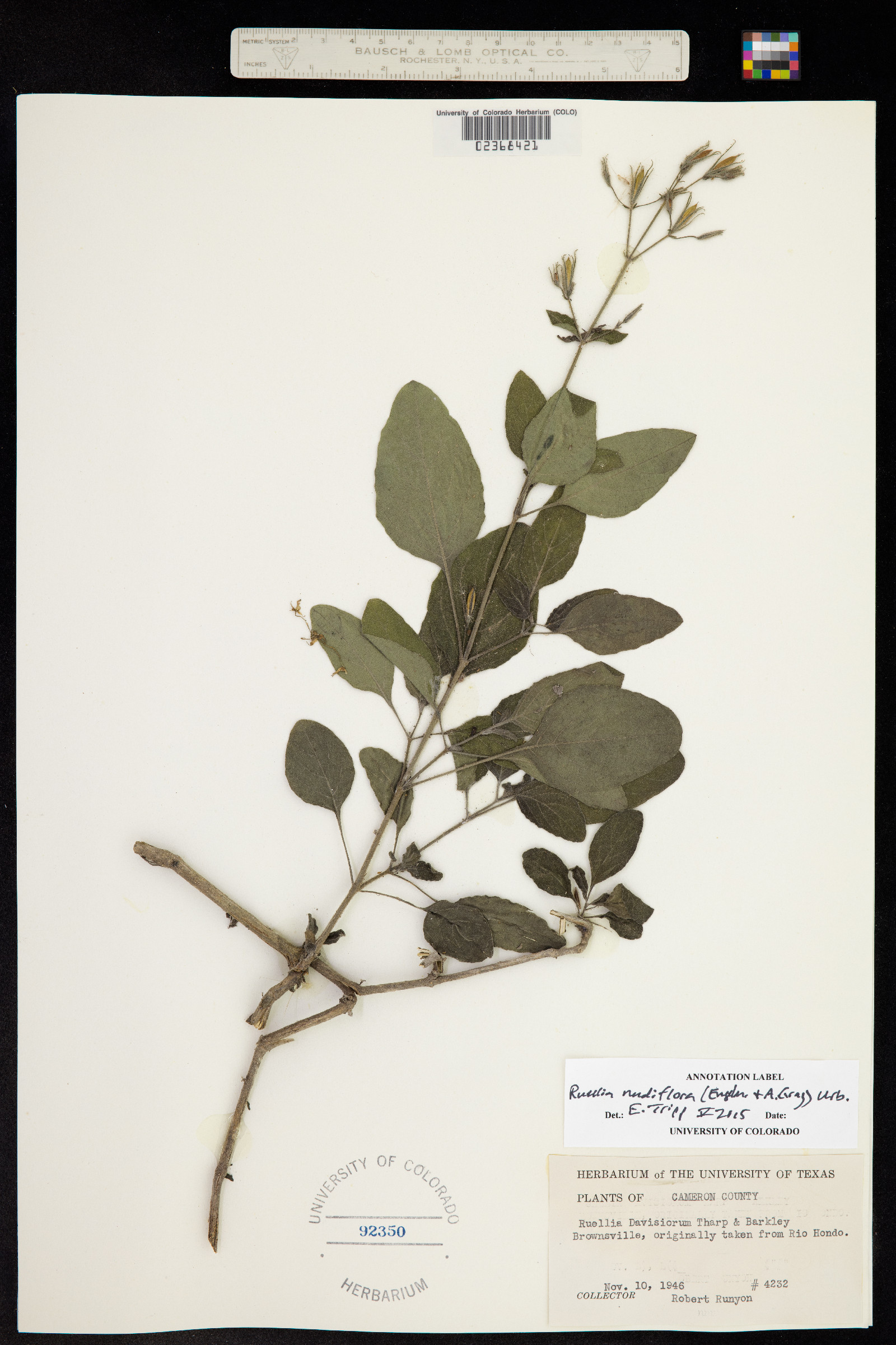 Ruellia nudiflora image