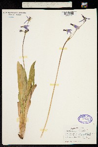 Primula jeffreyi image