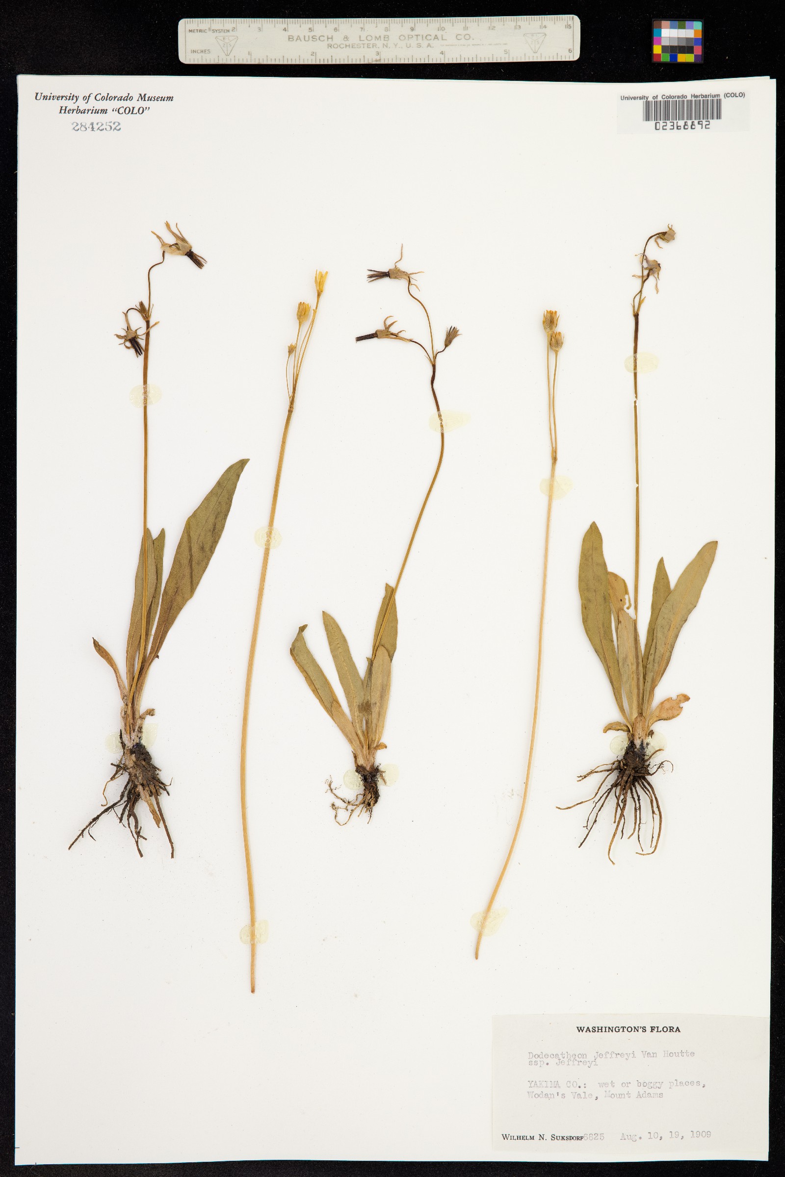 Primula jeffreyi image