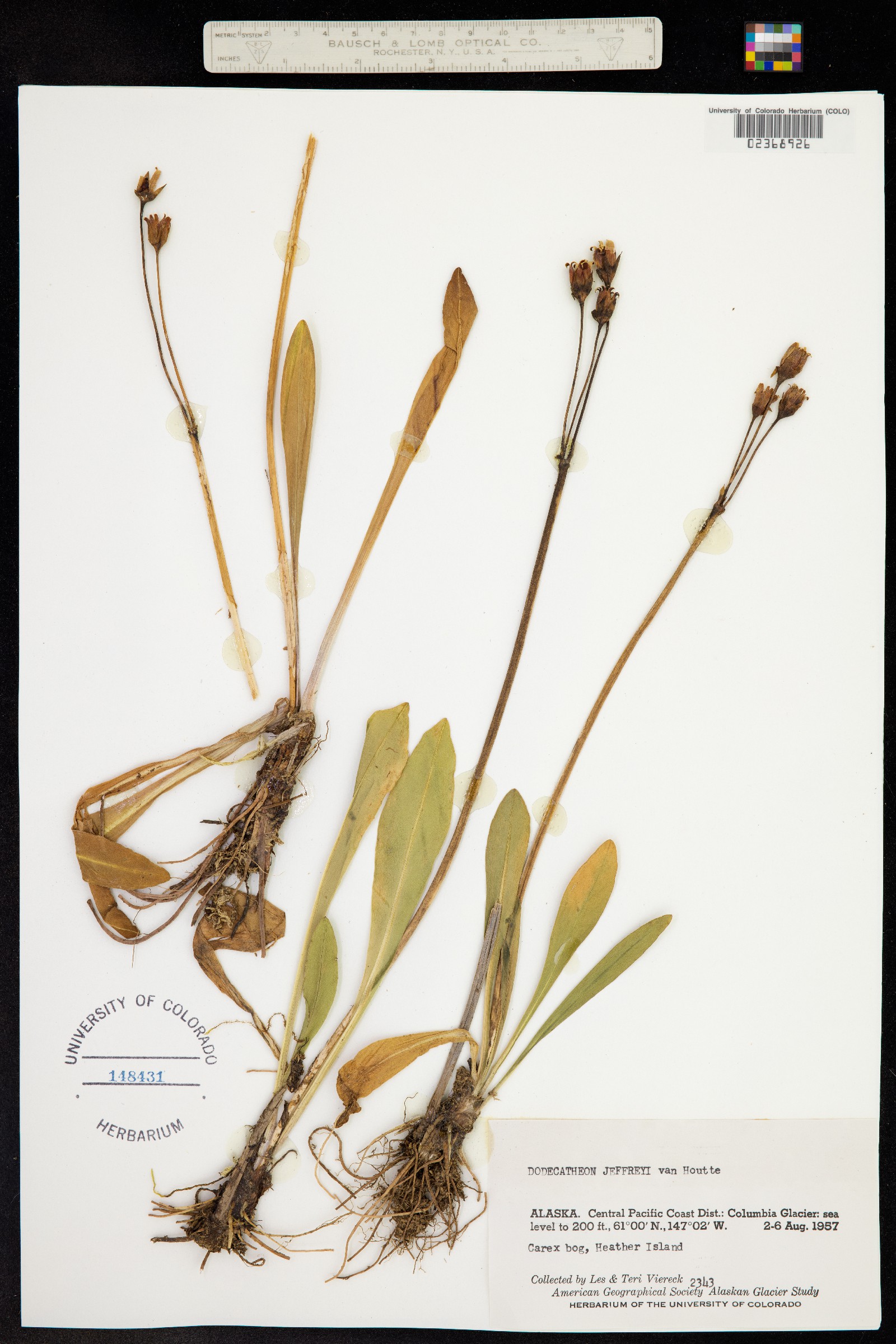 Primula jeffreyi image