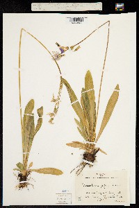 Image of Primula jeffreyi