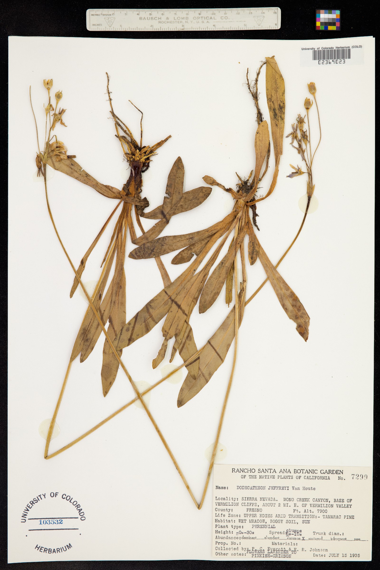 Primula jeffreyi image
