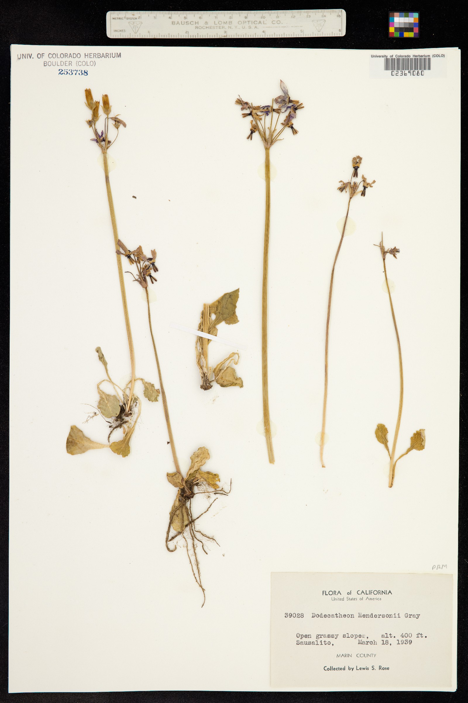 Primula hendersonii image
