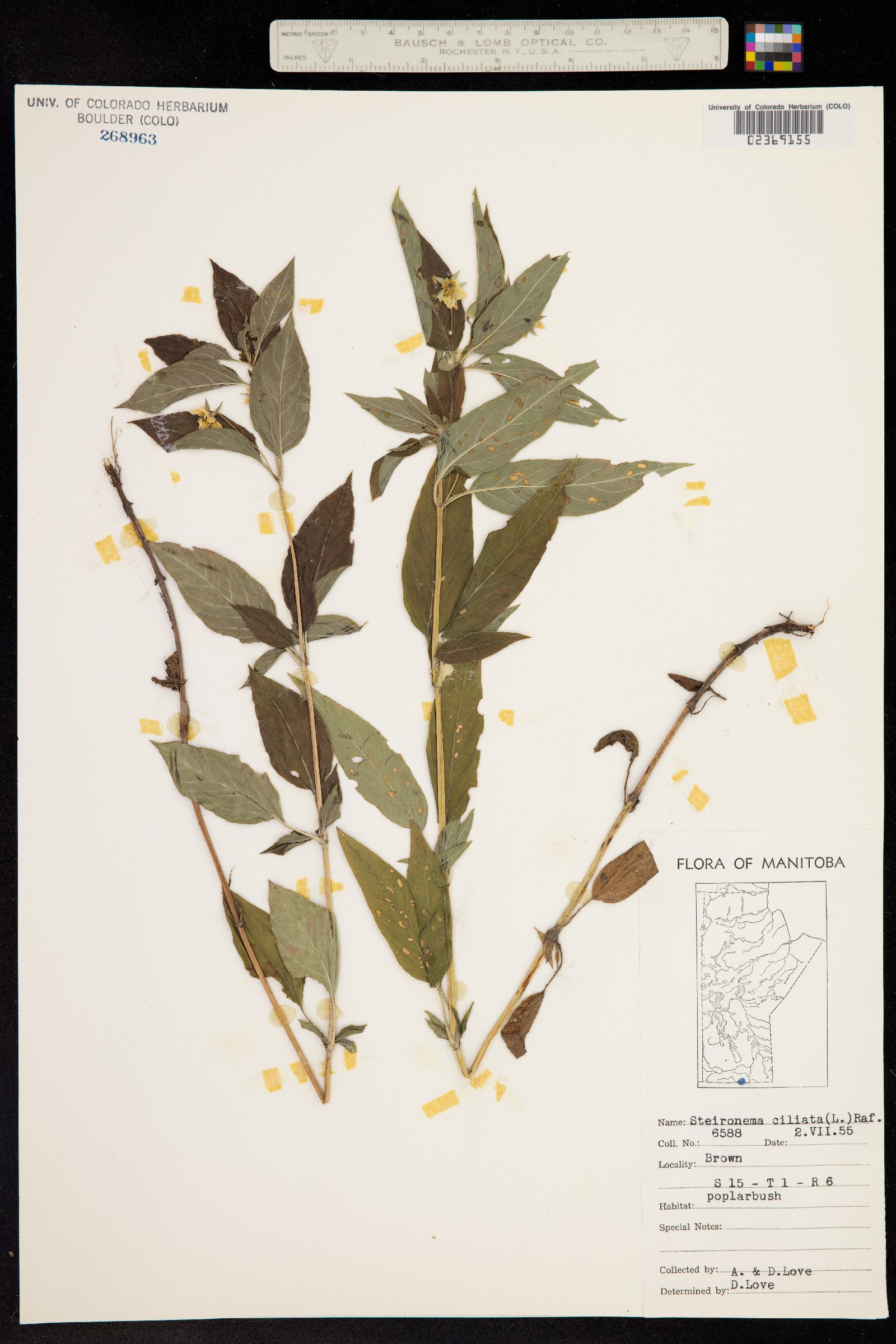 Lysimachia ciliata image
