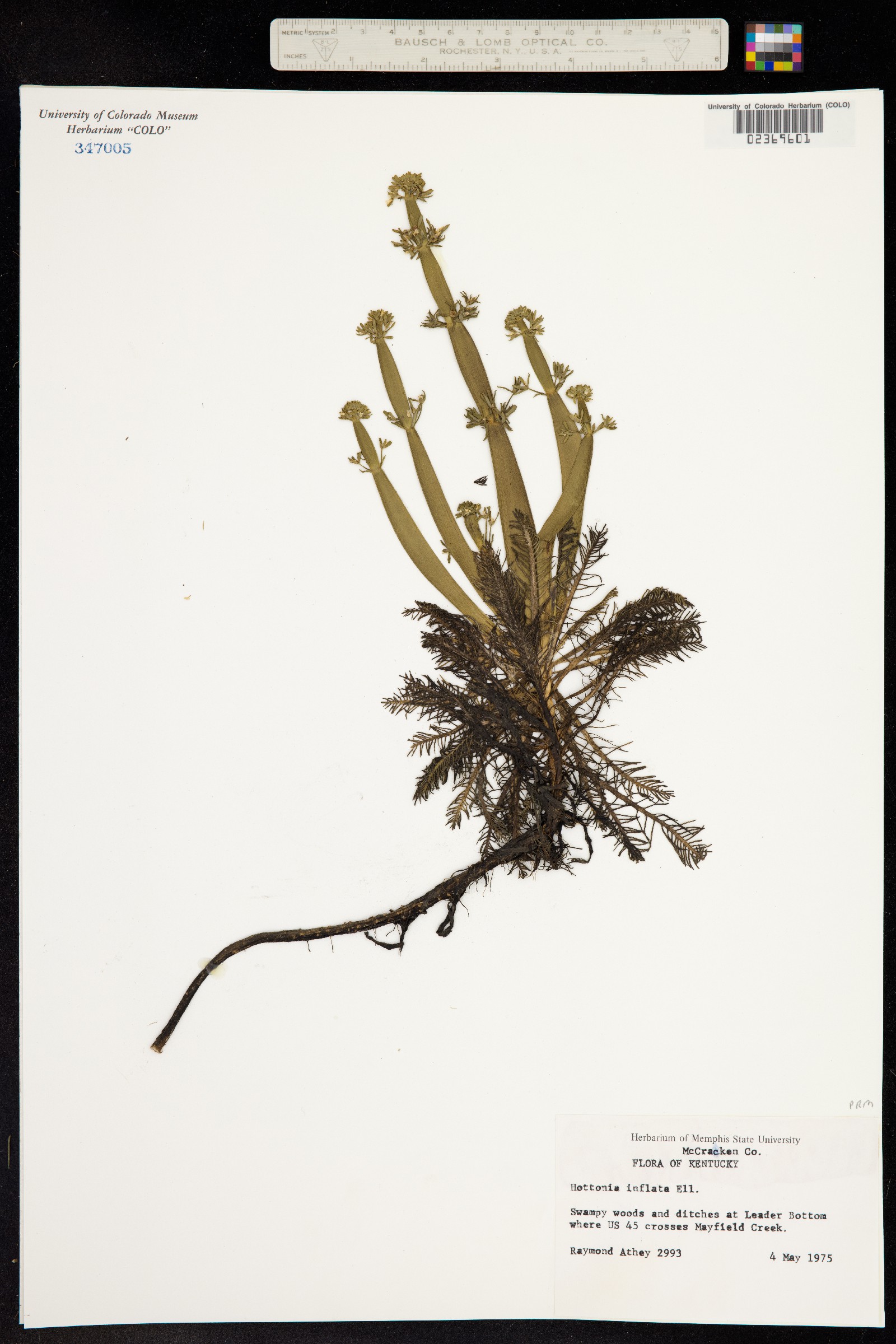 Hottonia image