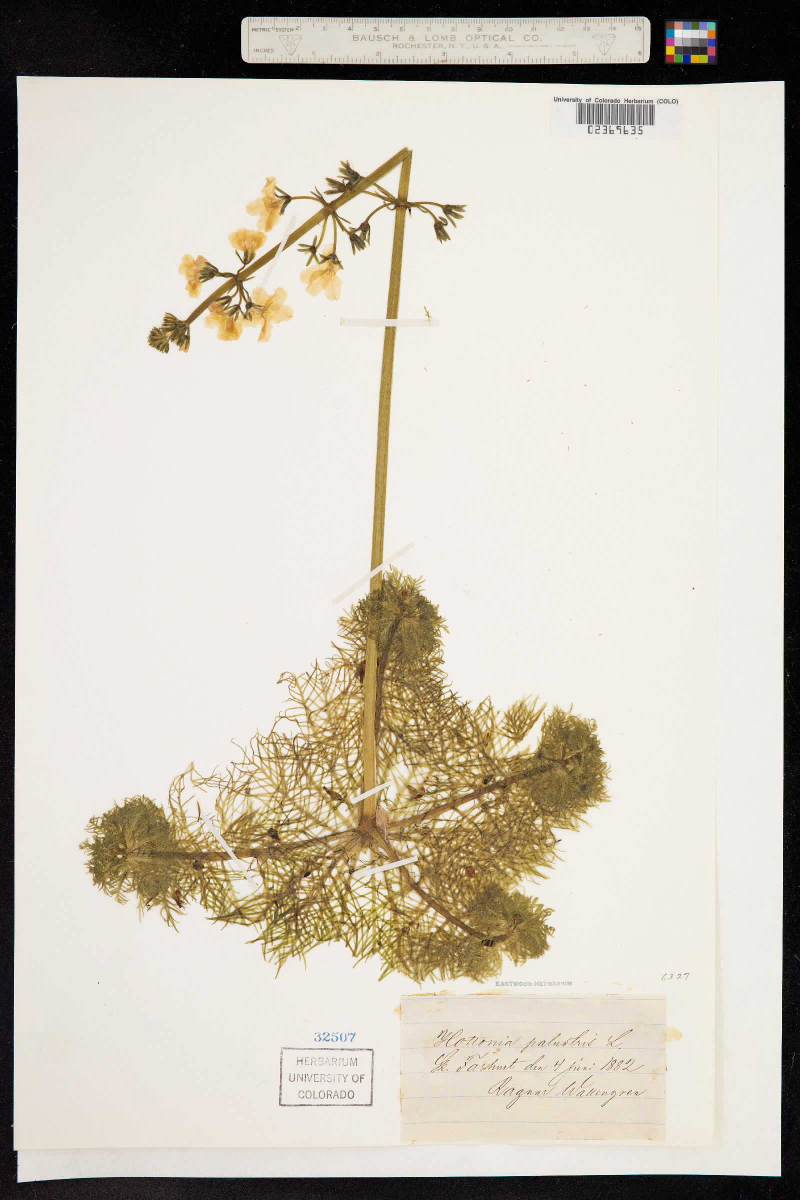 Hottonia image
