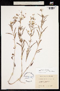 Image of Lysimachia lanceolata