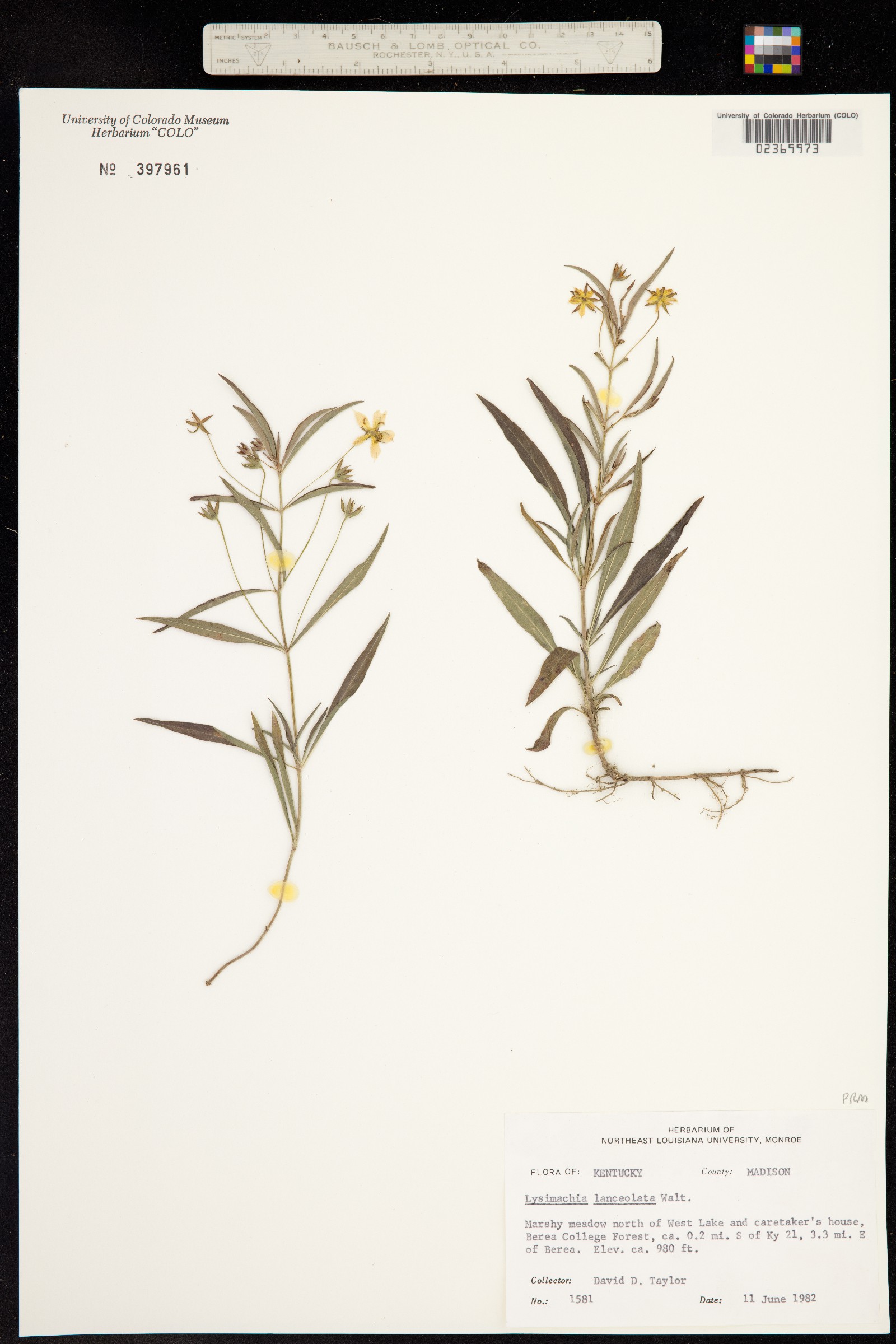 Lysimachia lanceolata image