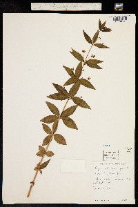 Image of Lysimachia quadrifolia