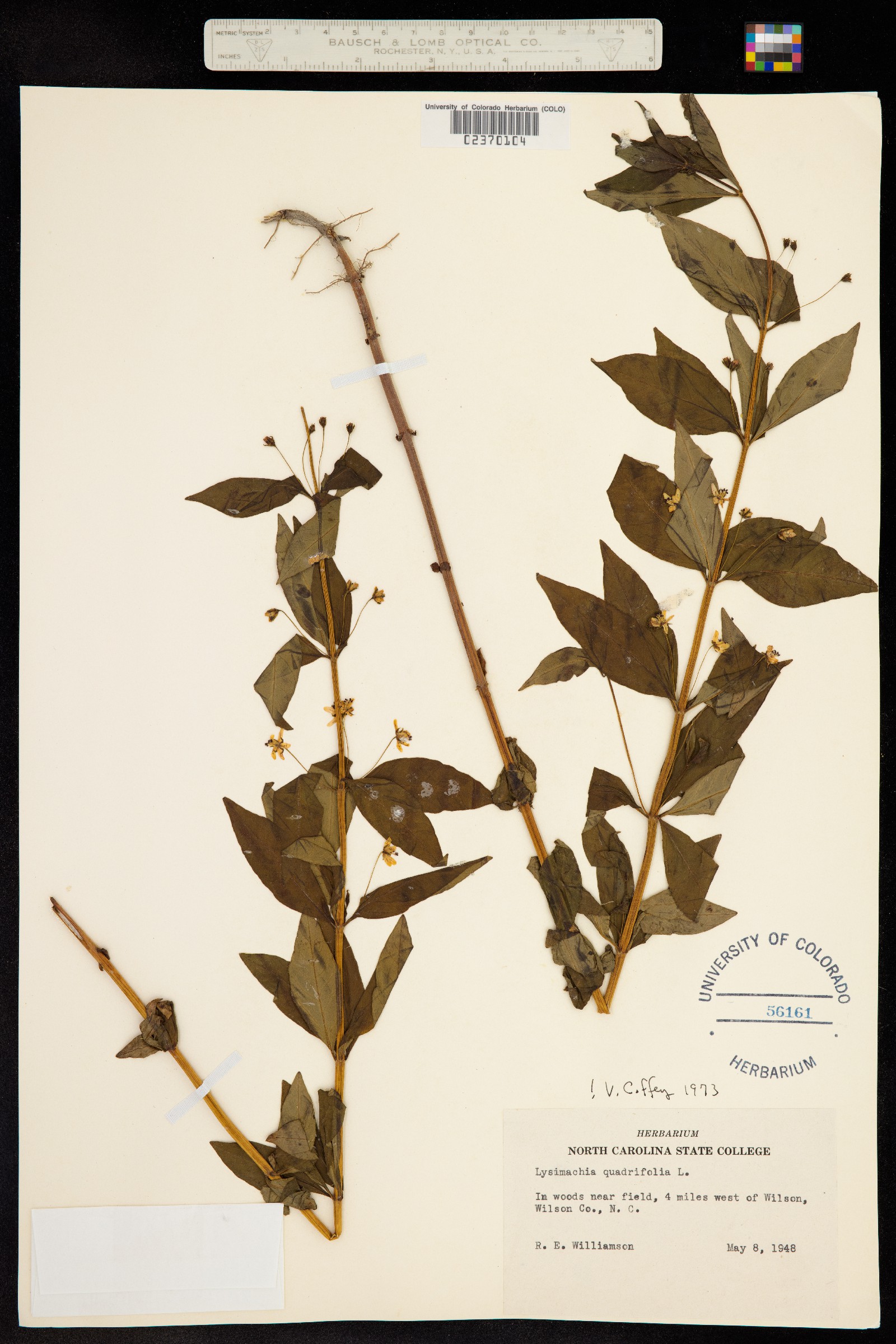 Lysimachia quadrifolia image