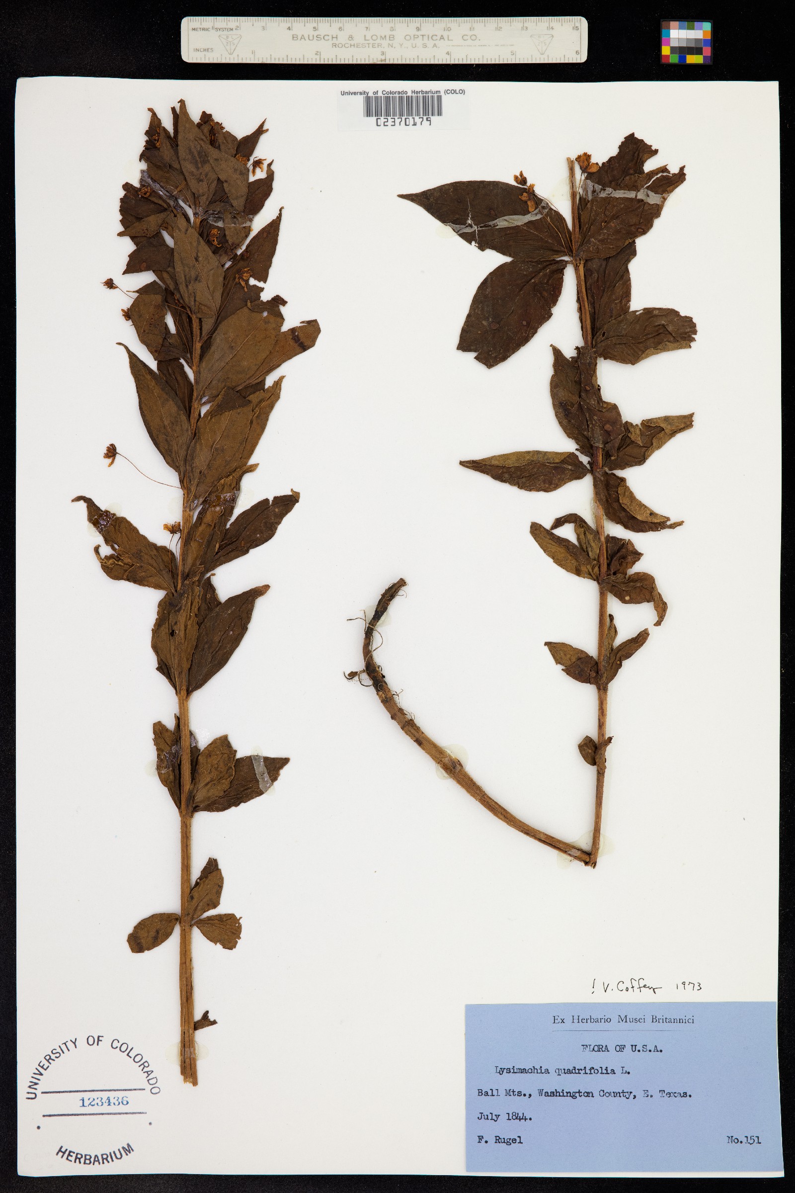 Lysimachia quadrifolia image