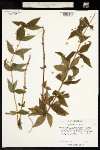 Image of Lysimachia quadriflora