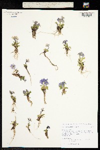 Primula borealis image
