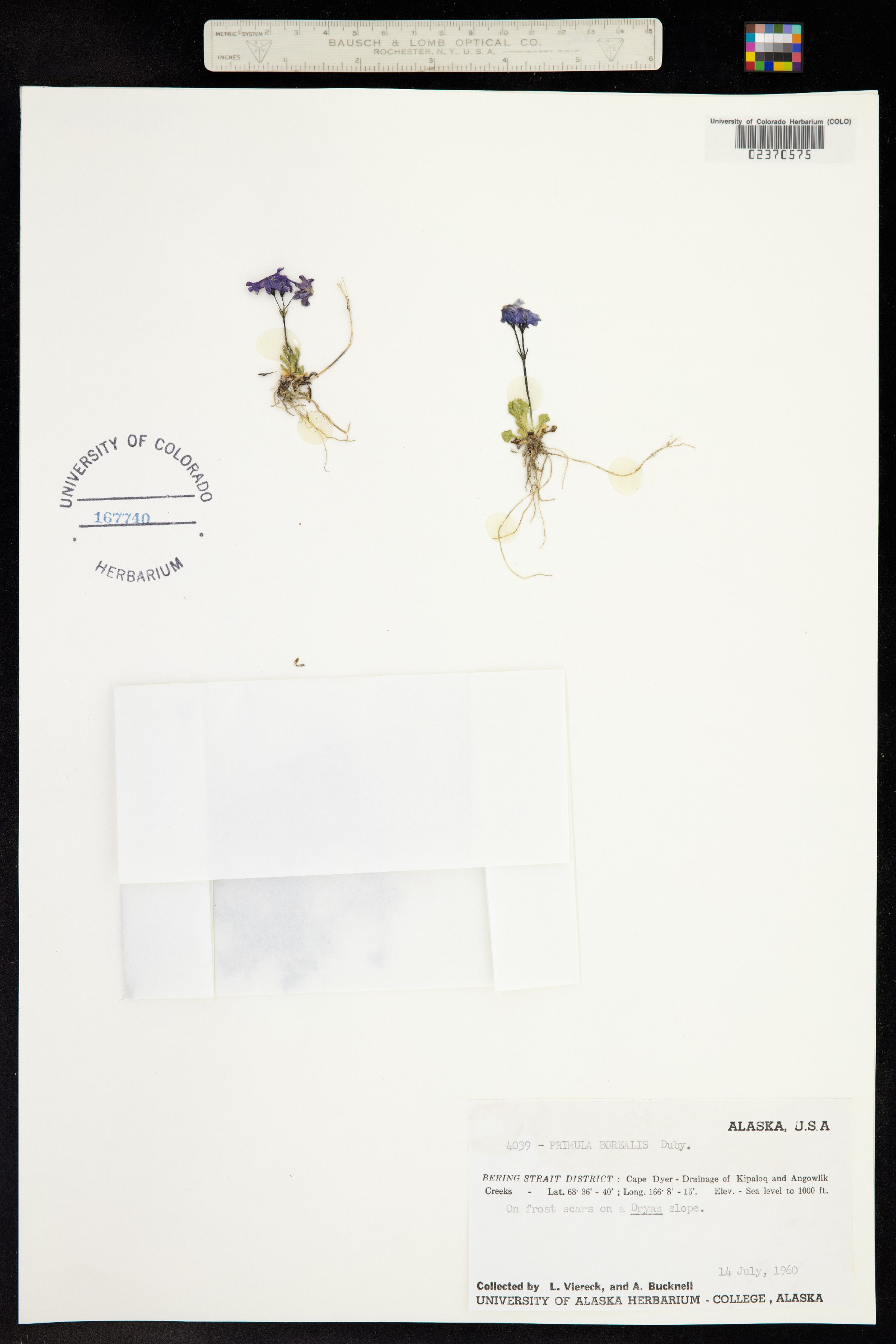 Primula borealis image