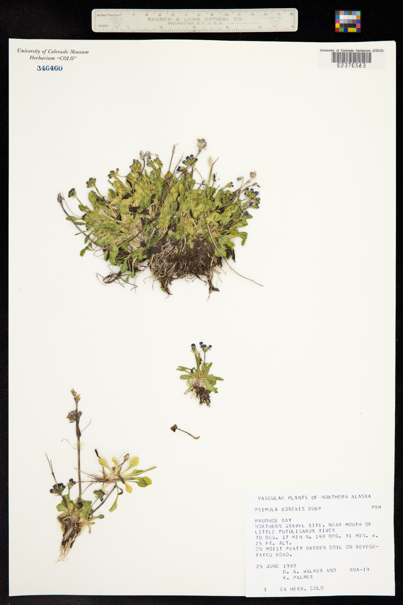 Primula borealis image