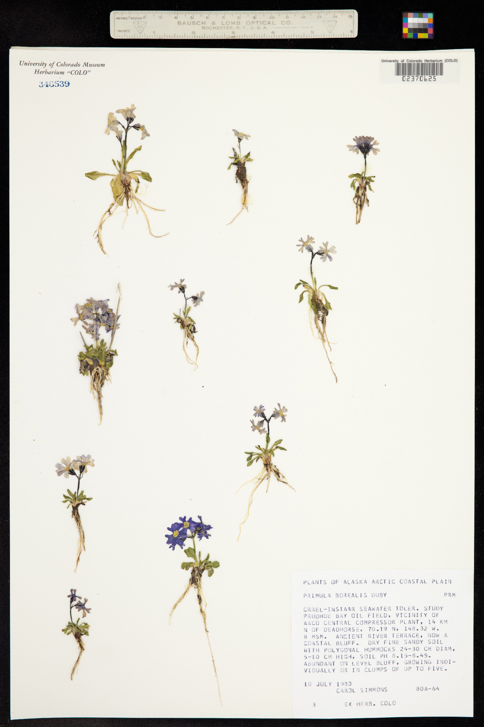 Primula borealis image