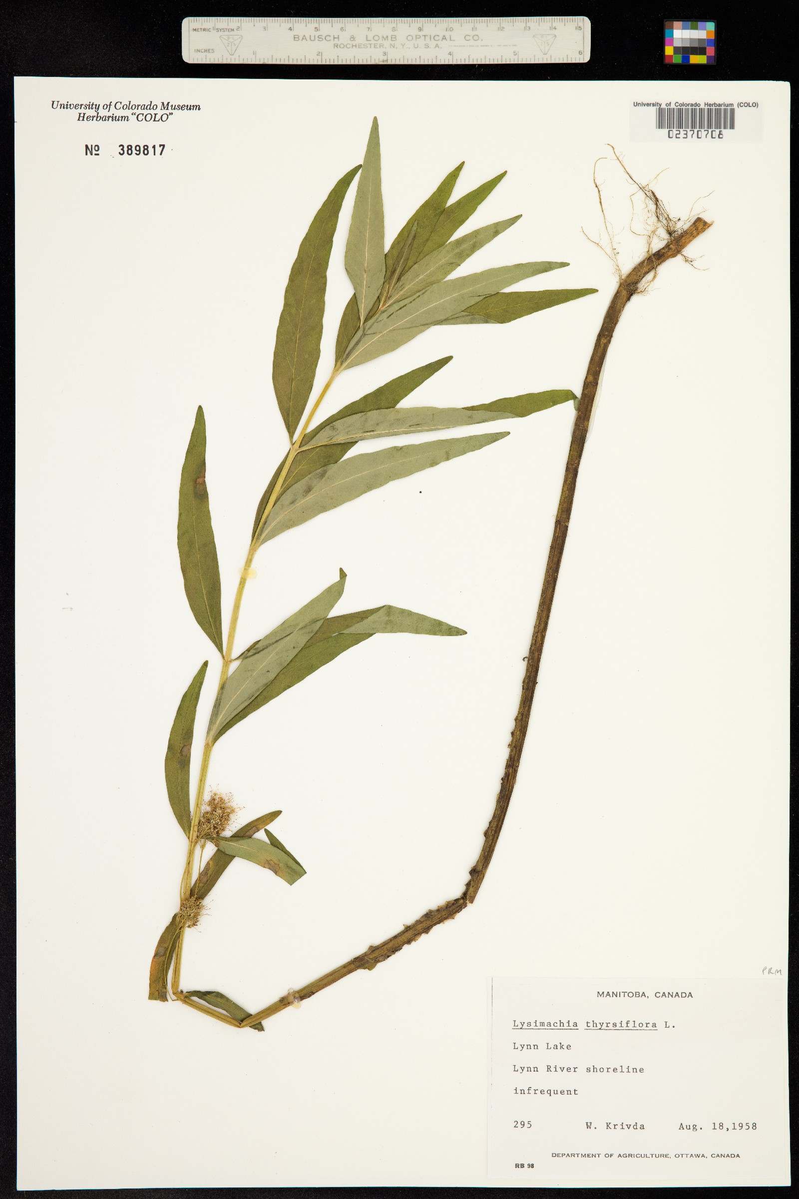 Naumburgia thyrsiflora image
