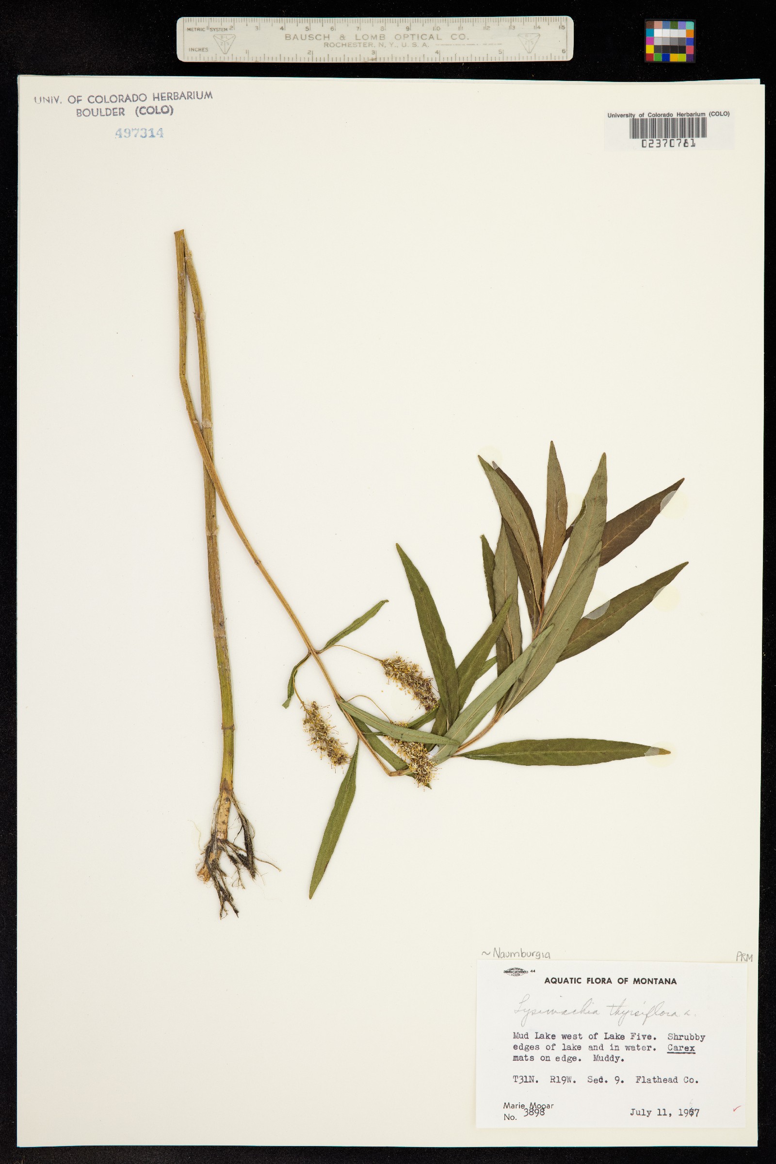 Naumburgia thyrsiflora image