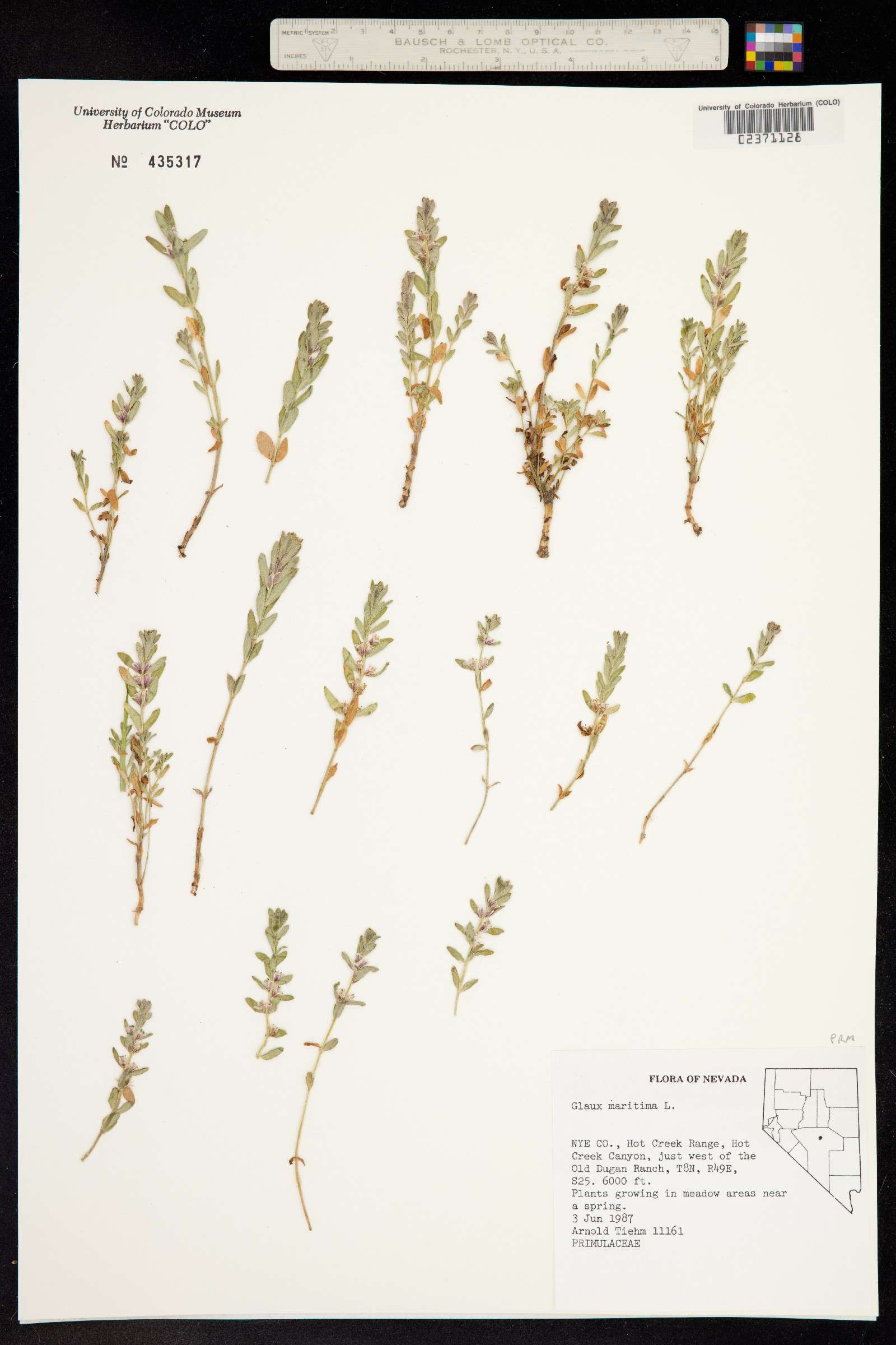 Lysimachia maritima image