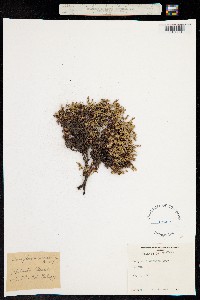 Androsace montana image
