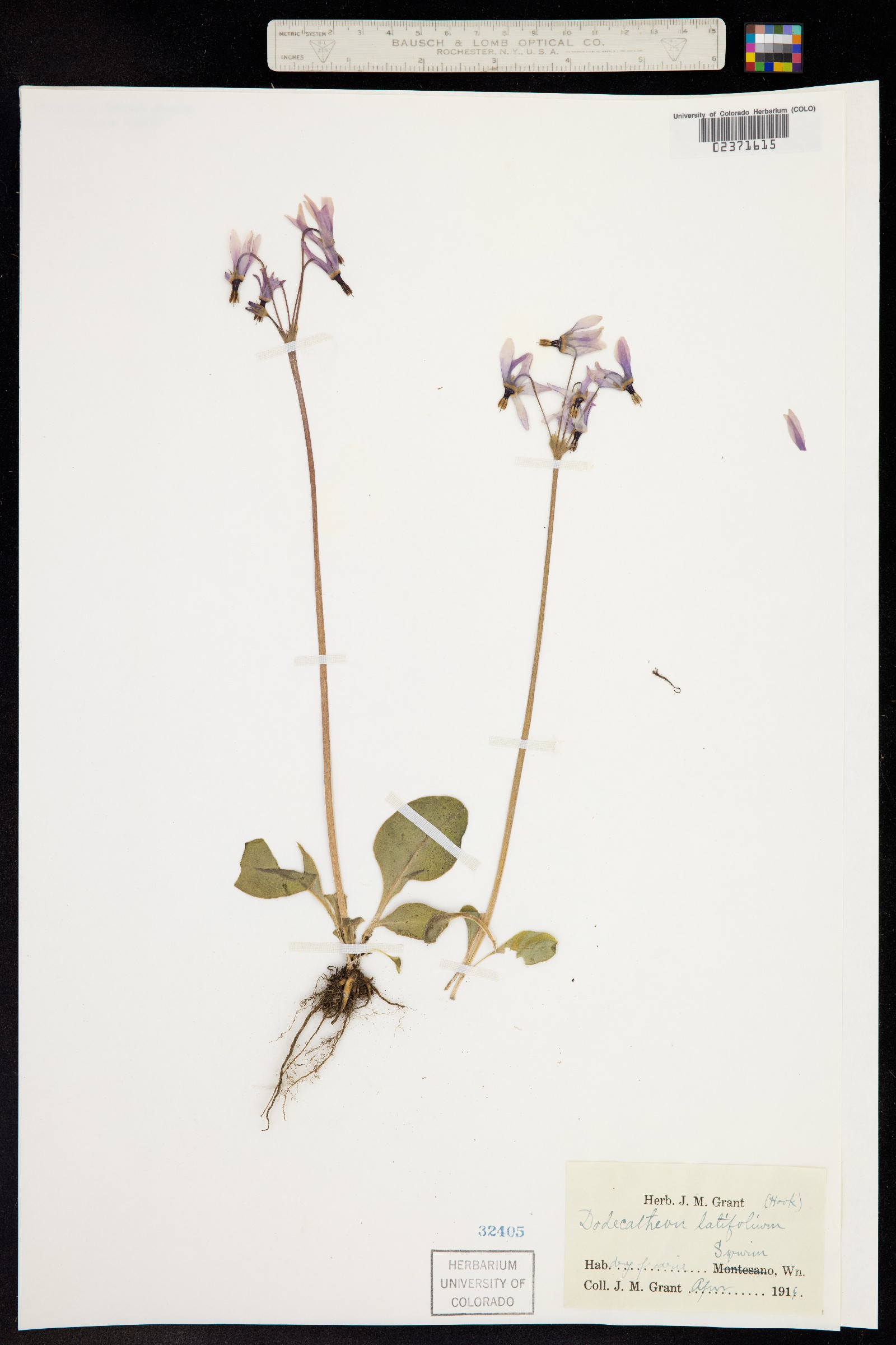 Dodecatheon hendersonii subsp. hendersonii image