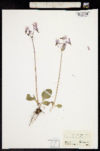 Dodecatheon hendersonii image