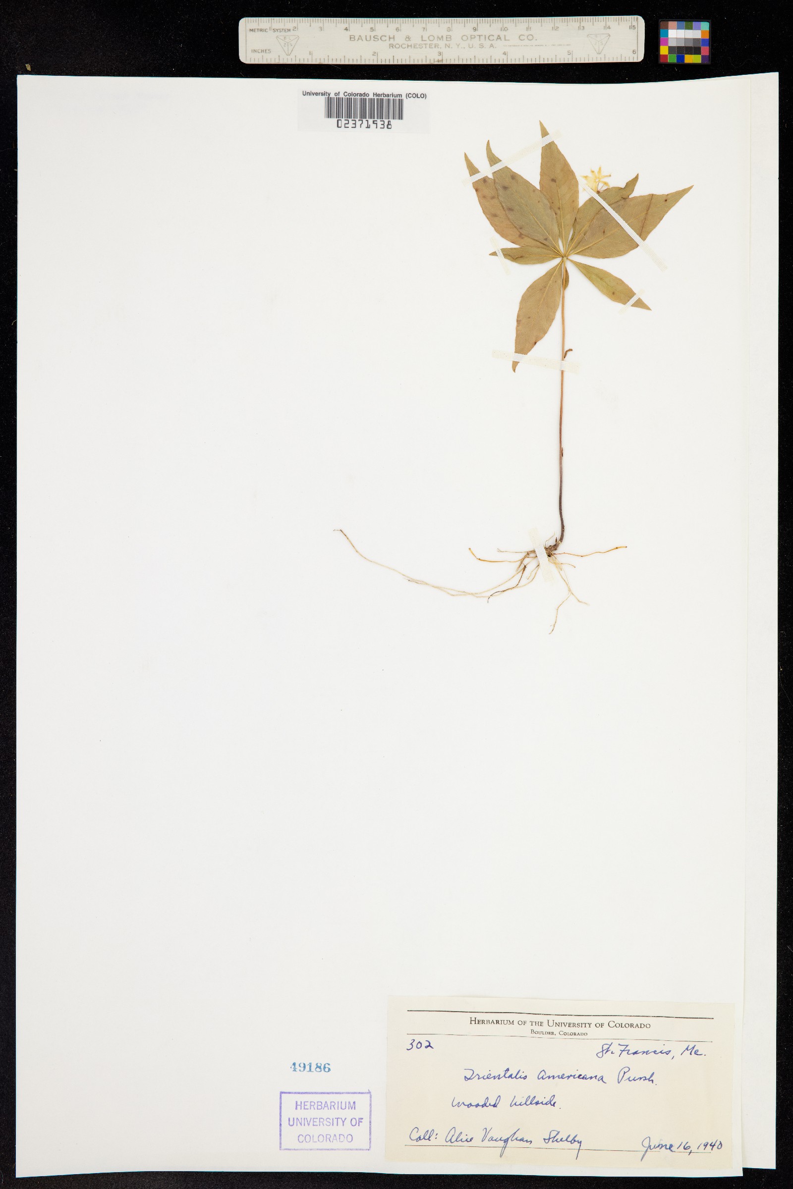Trientalis borealis image